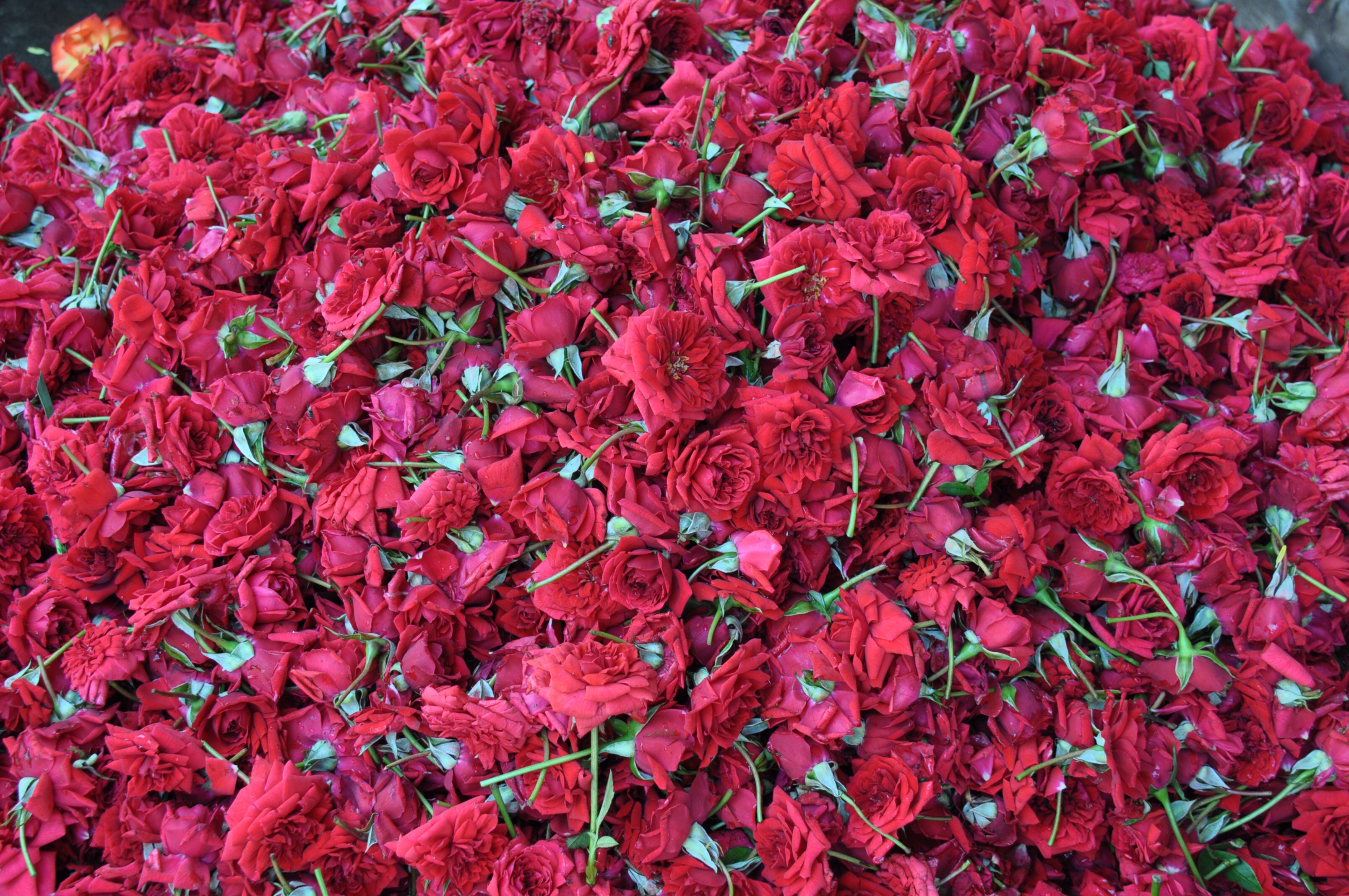 S’enivrer de couleurs au marché aux fleurs