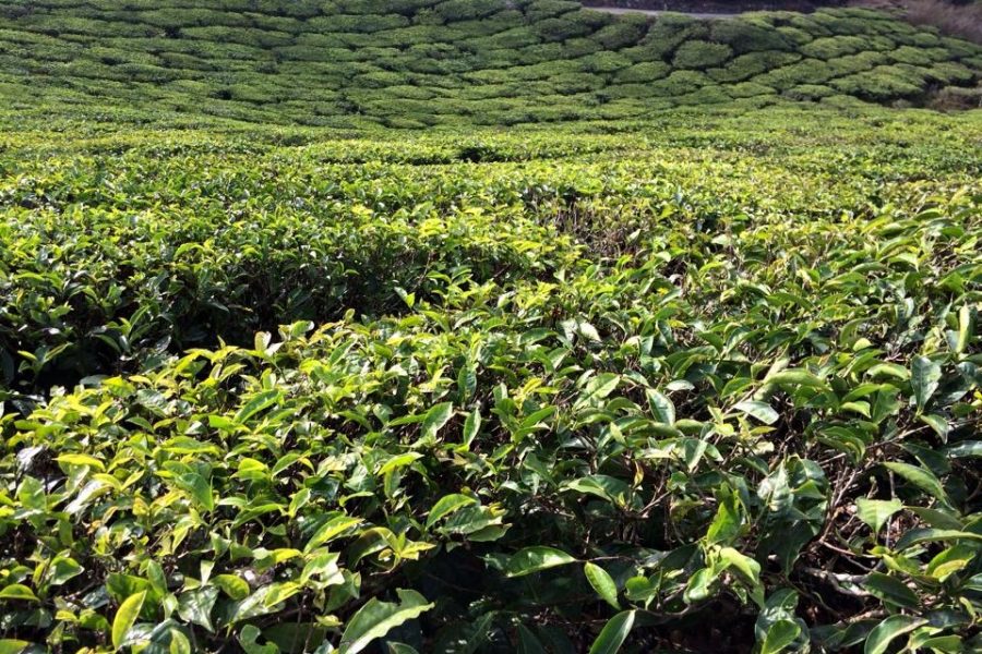 Balade au pays du thé Nilgiri